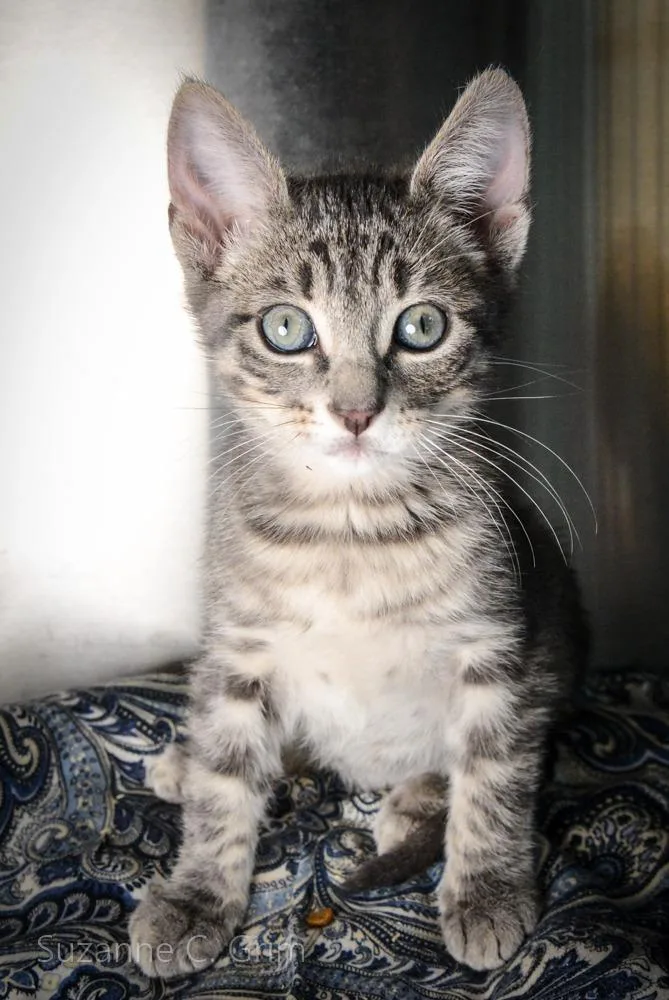 Chandler thumbnail 2