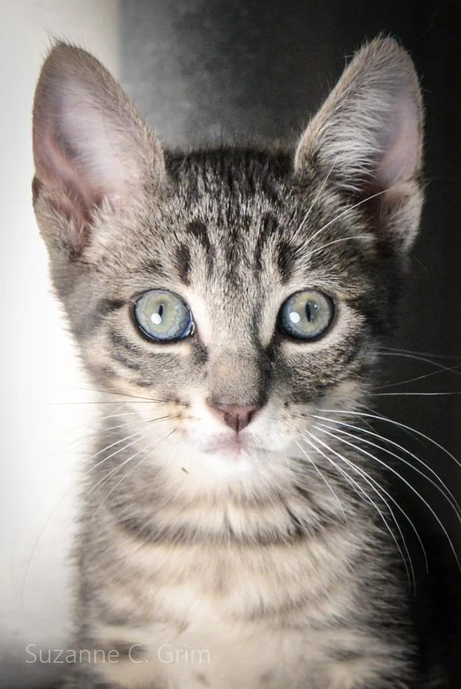 Chandler thumbnail 3