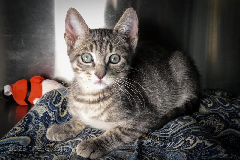 Chandler thumbnail 4