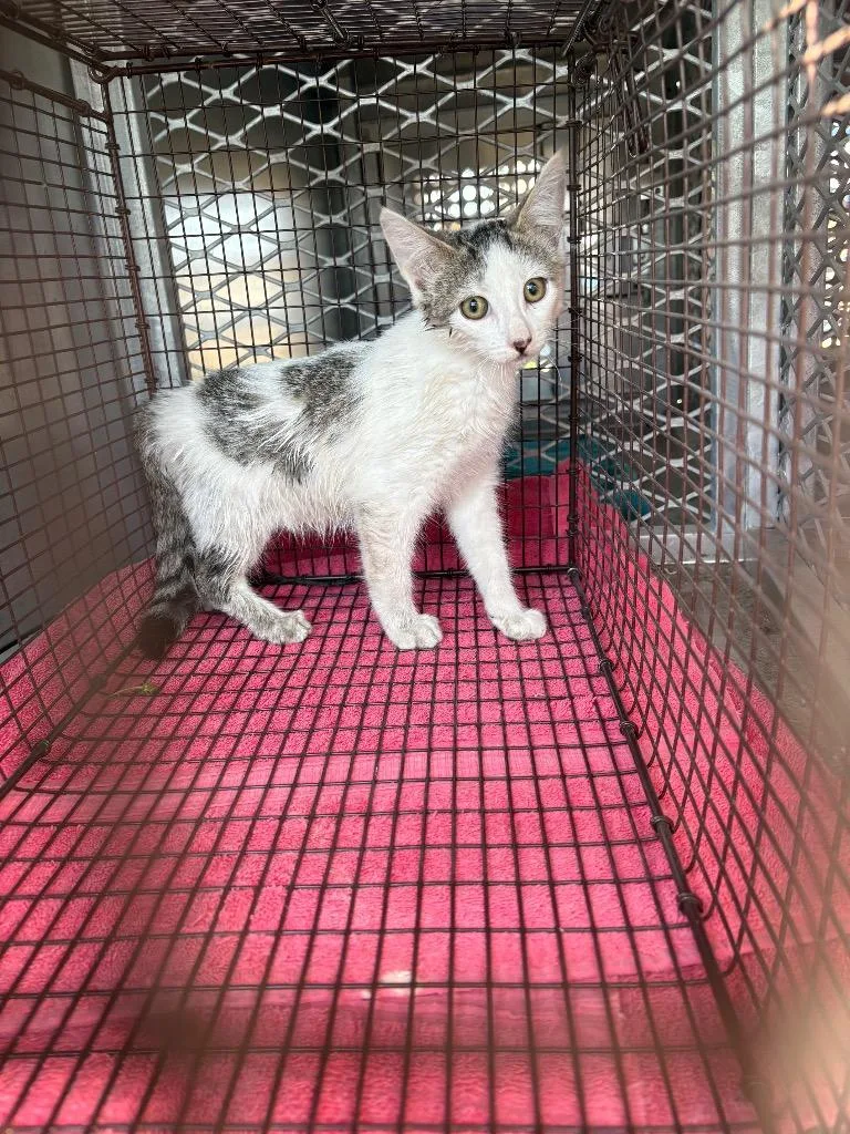 A young small-sized male Domestic Short Hair cat named Sphinx for adoption in New Braunfels, TX