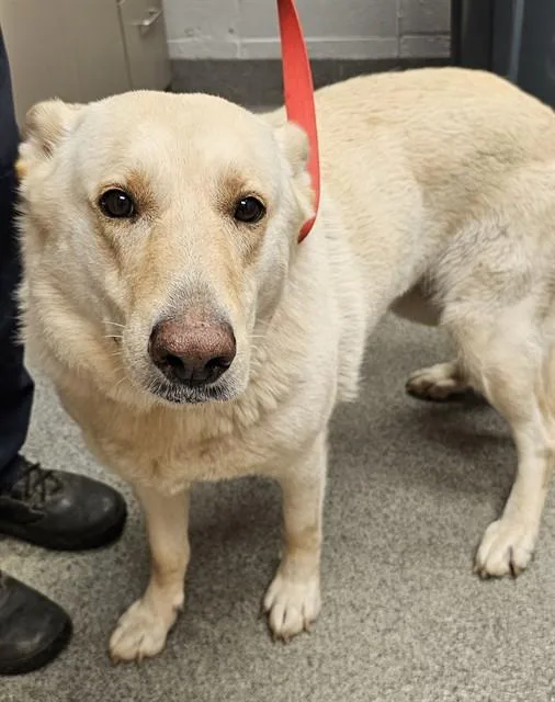 An adult medium-sized female German Shepherd Dog dog named Peacock for adoption in Huntsville, AL