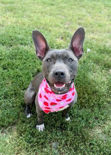 A young medium-sized female Mixed Breed dog named Tessie Mae for adoption in Haw River, NC
