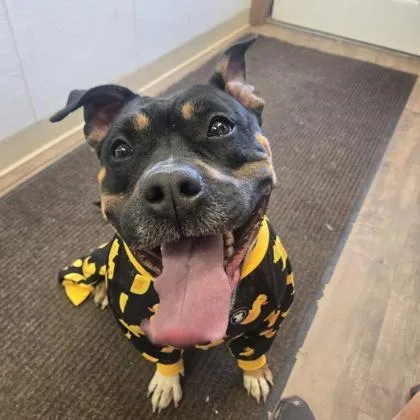 An adult medium-sized female Pit Bull Terrier dog named Gertie for adoption in Divide, CO