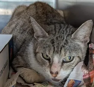 An adult small-sized female Domestic Short Hair cat named Fefe for adoption in Brunswick, GA