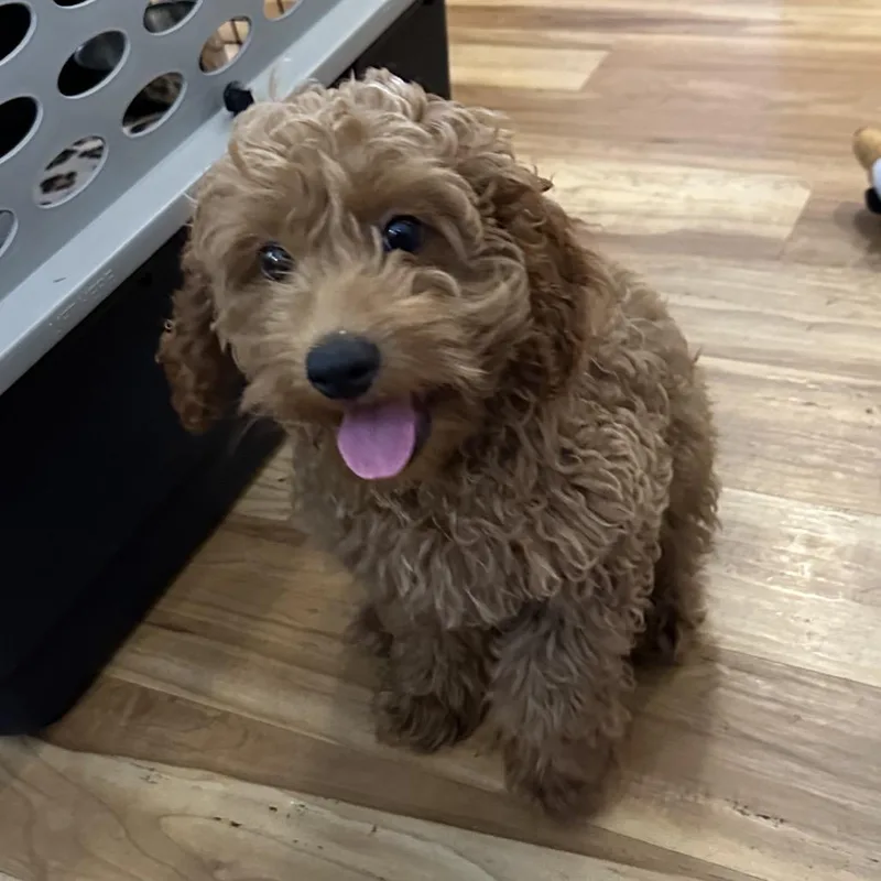 A baby small-sized male Apricot / Beige Cockapoo dog named Tundraaccepting applications for adoption in Priest River, ID