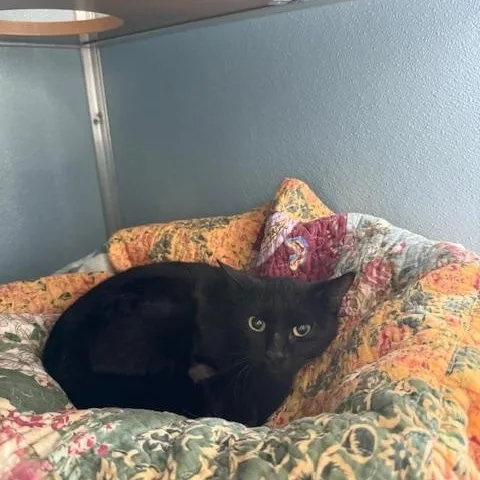 Ghidorah thumbnail 2