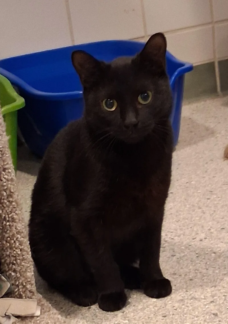 Ghidorah thumbnail 3