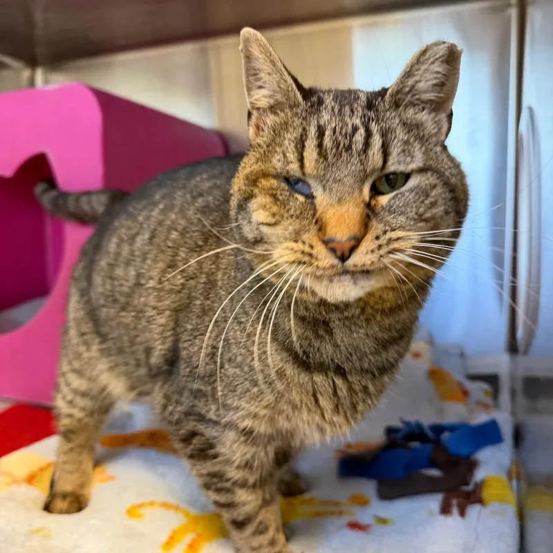 An adult medium-sized female Brown / Chocolate Domestic Short Hair cat named Lovebug for adoption in Waukesha, WI
