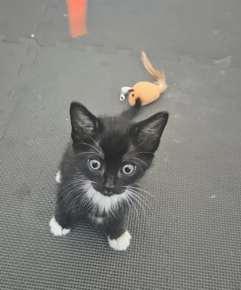 A baby small-sized female Gray & White Domestic Short Hair cat named Tippy for adoption in Walnut Creek, CA