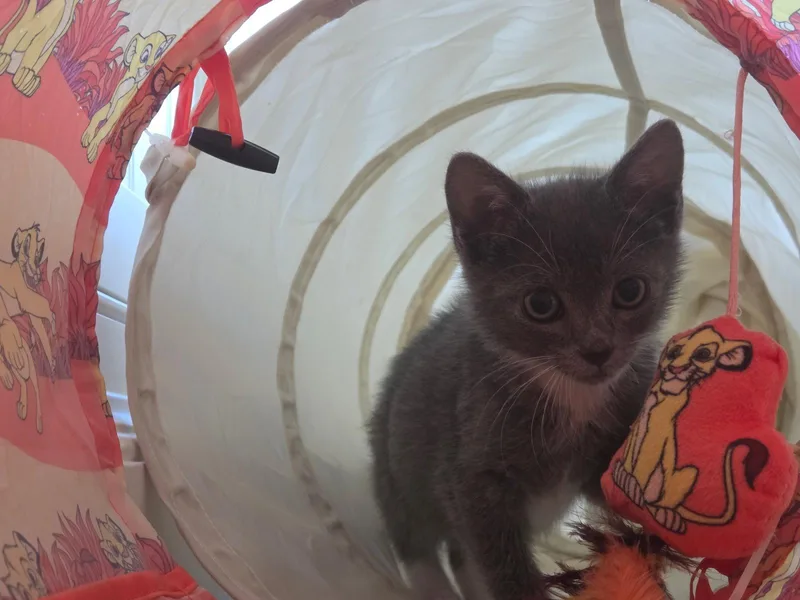 Tippy thumbnail 2