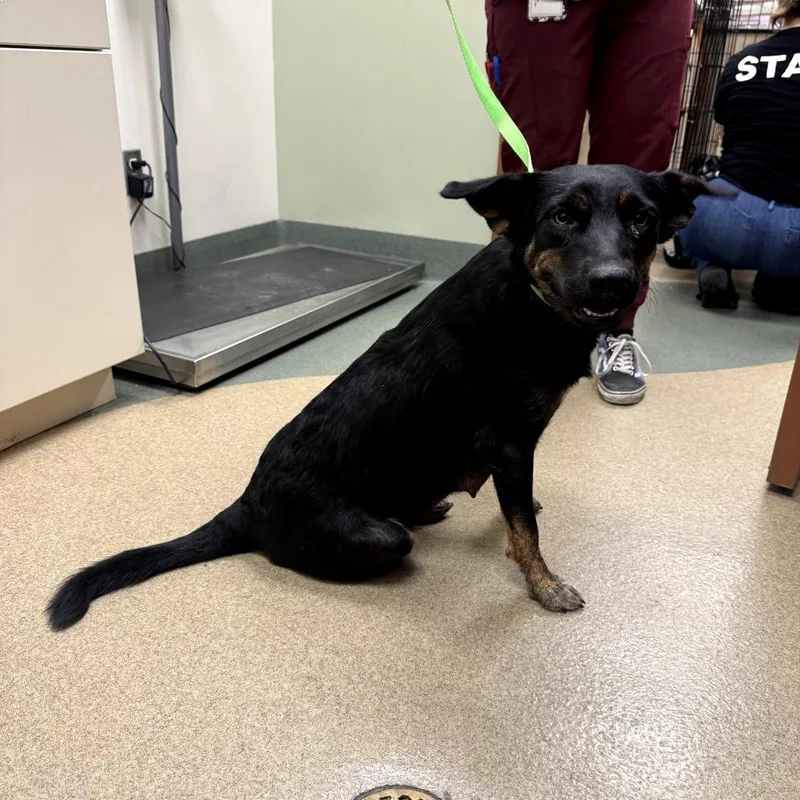 An adult medium-sized female Black Cattle Dog dog named IEPAStray for adoption in Upland, CA