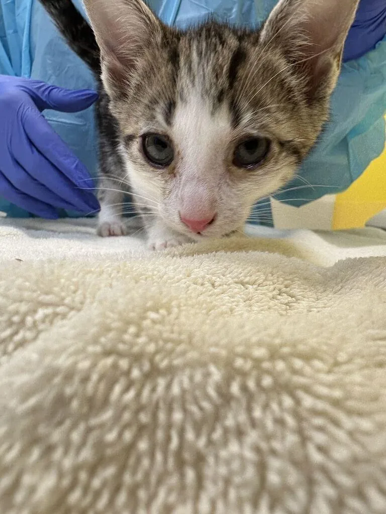 A baby small-sized male Tabby (Brown / Chocolate) Domestic Short Hair cat named Earth for adoption in Raleigh, NC