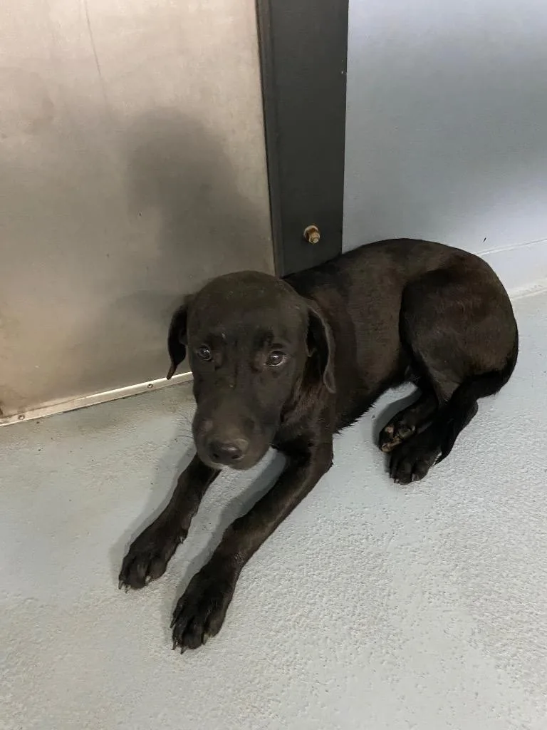 A baby large-sized female Mixed Breed dog named Princess Leia for adoption in Cartersville , GA