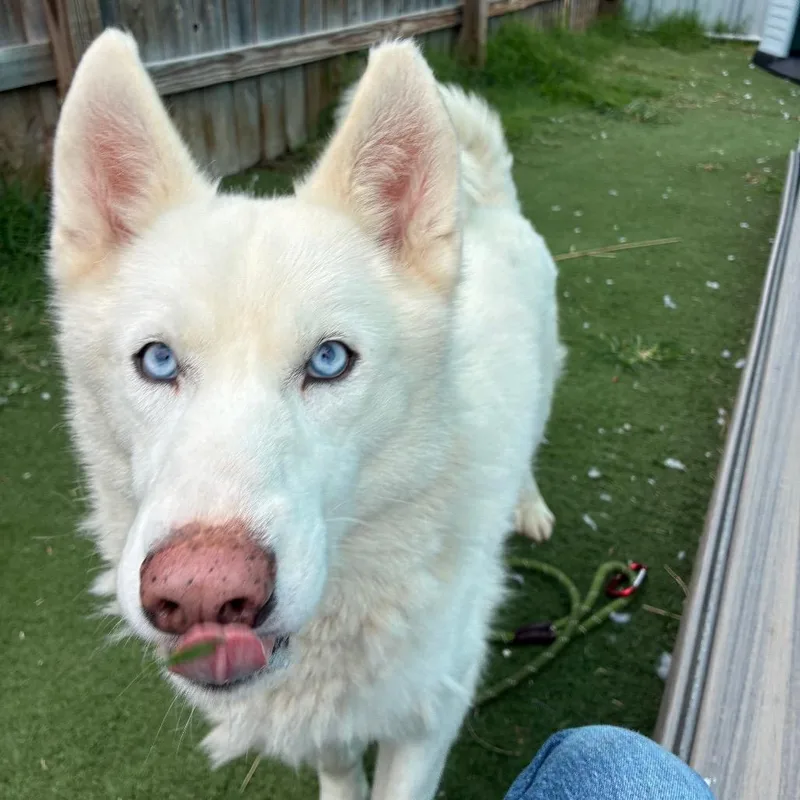 An adult large-sized female White / Cream Siberian Husky dog named Embassy for adoption in St. Louis, MO