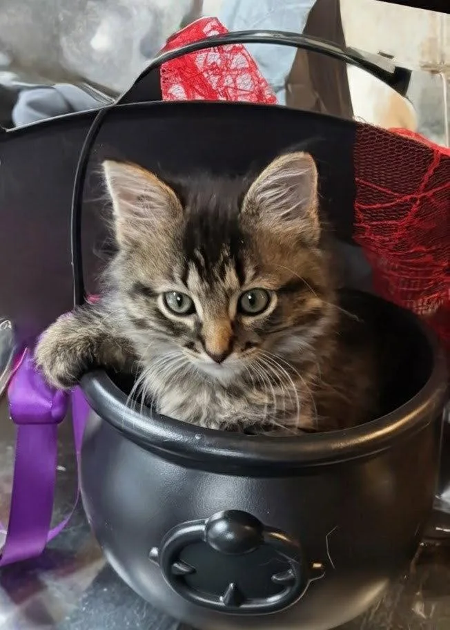 Samson