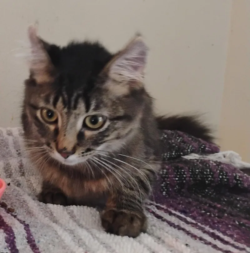 Samson thumbnail 3