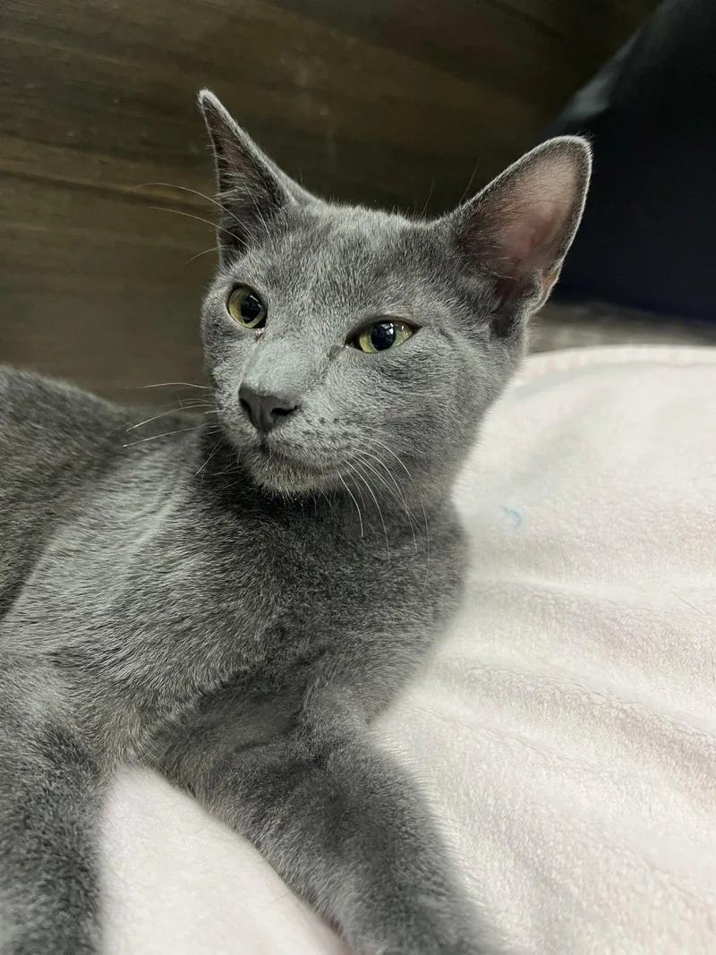 A young medium-sized male Russian Blue cat named Nixon for adoption in Naples, FL