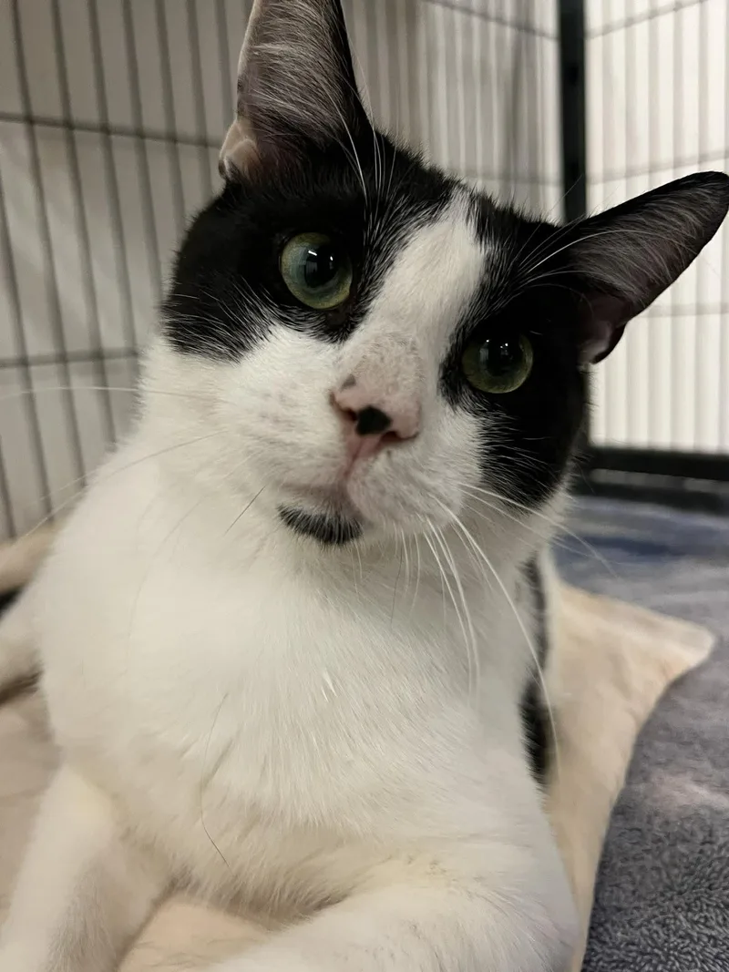 A young small-sized male Black & White / Tuxedo Domestic Short Hair cat named Theo for adoption in West Palm Beach, FL