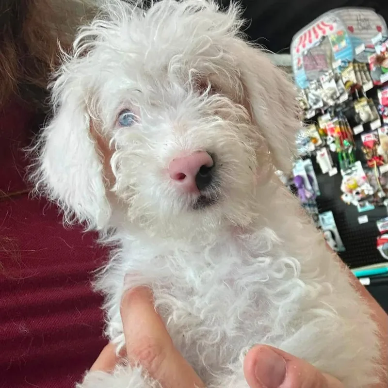 A baby medium-sized female White / Cream Schnoodle dog named Samantha for adoption in Springfield, MO