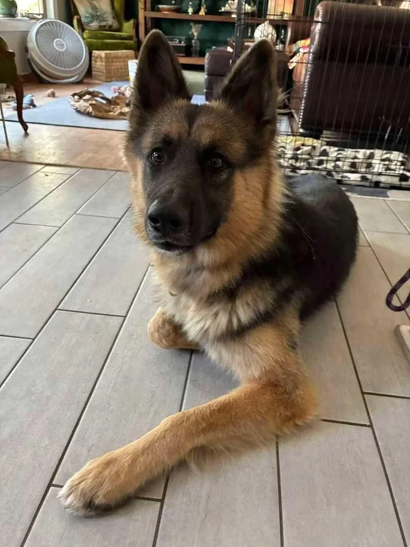 Fido