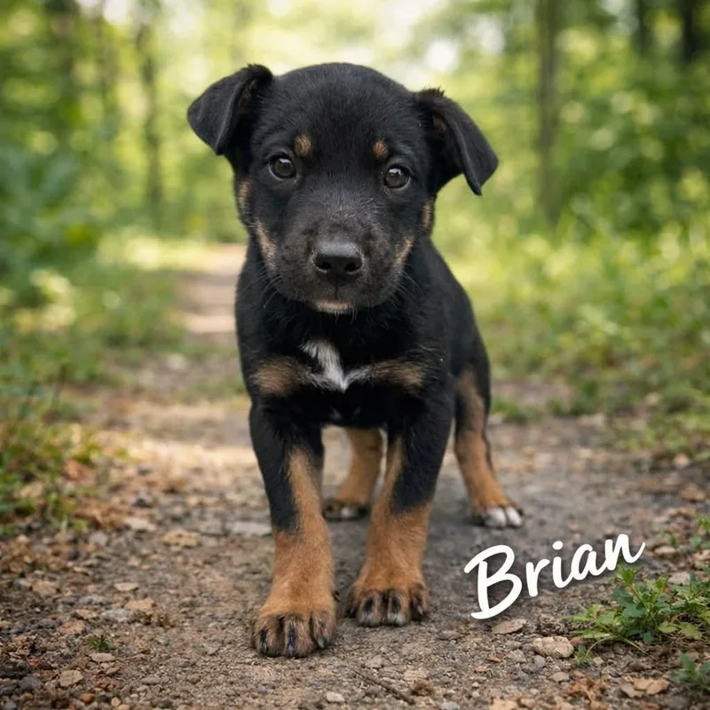 A baby medium-sized male Labrador Retriever dog named Brian for adoption in PLAINFIELD, CT