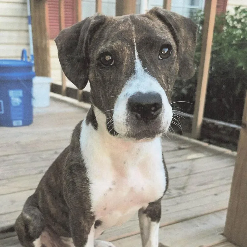 A young medium-sized female Brindle Mixed Breed dog named Murphie for adoption in Bradenton, FL