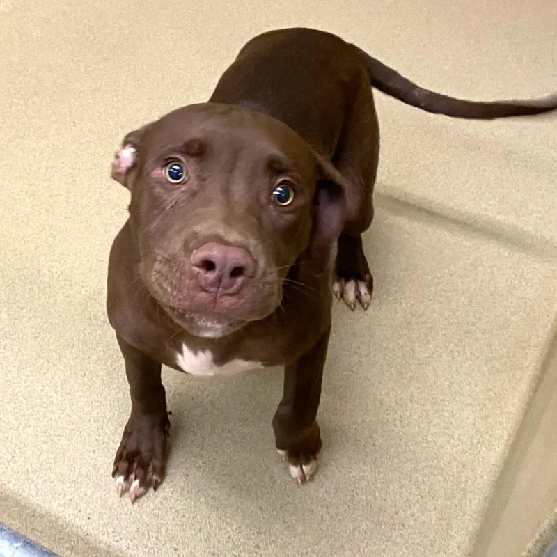 A young medium-sized male Brown / Chocolate Pit Bull Terrier dog named Cadon for adoption in Monroe, GA