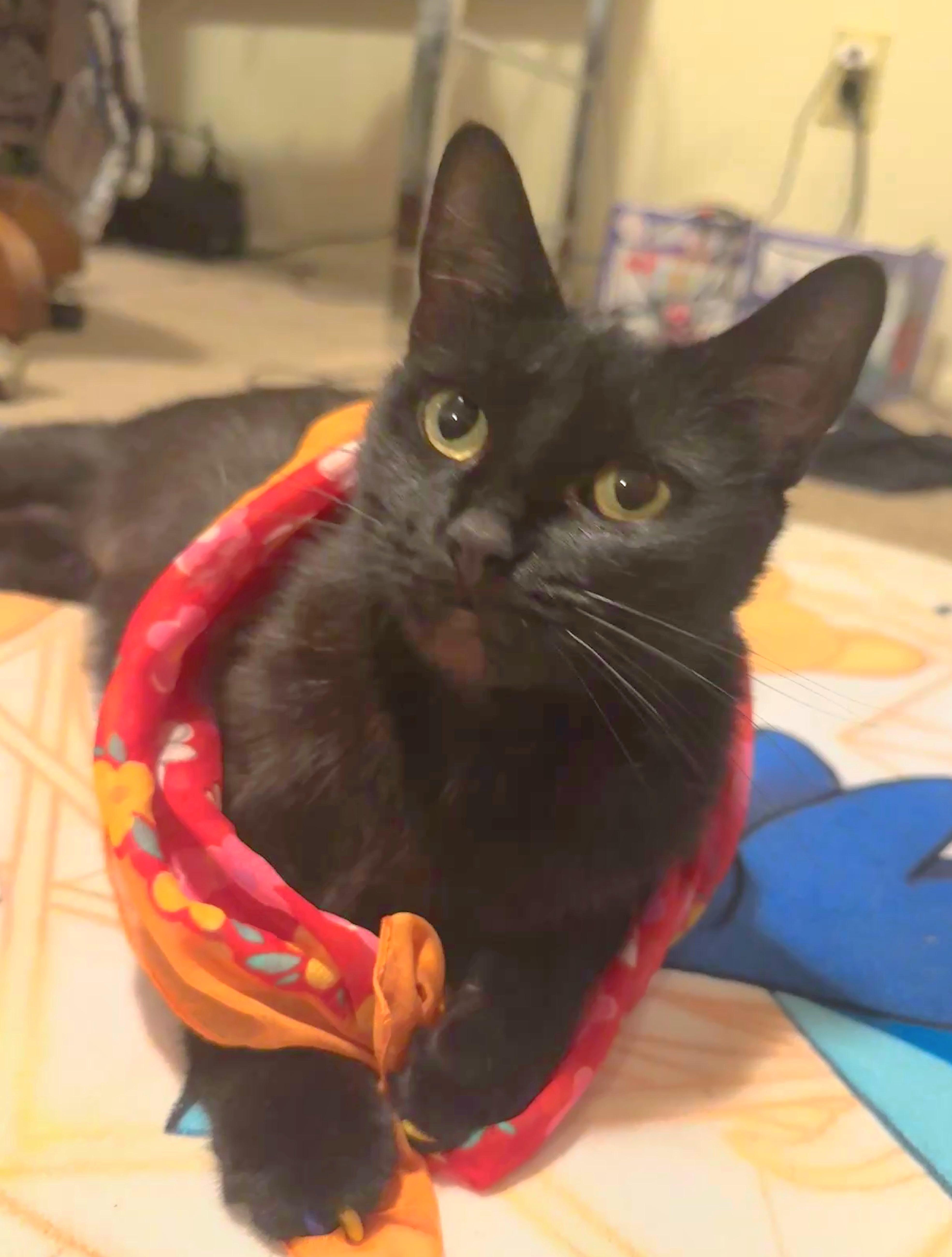 A young medium-sized female Black Domestic Short Hair cat named Jetta for adoption in Rochester Hills, MI
