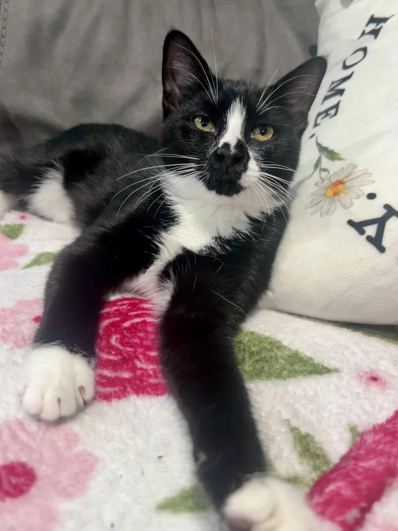 A baby small-sized female Black & White / Tuxedo Domestic Short Hair cat named Miley for adoption in Manchester, NH