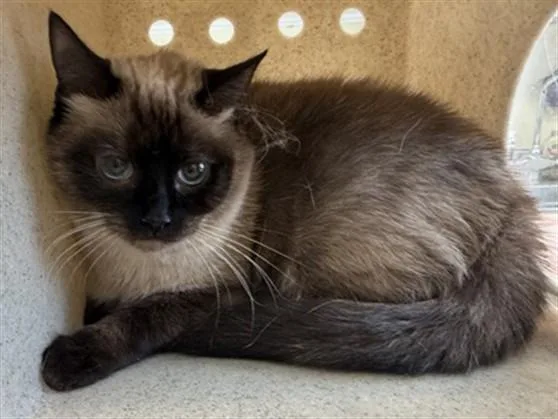 A young large-sized female Domestic Short Hair cat named Little Bit for adoption in Lancaster, CA