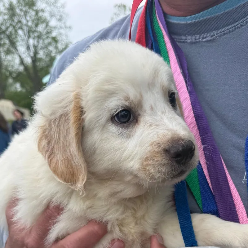 A baby medium-sized male White / Cream Australian Shepherd dog named Glide for adoption in Rockville, MD