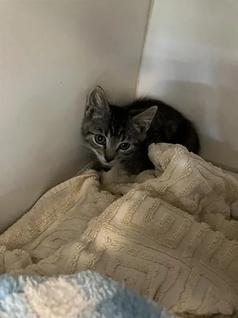 A baby small-sized male Domestic Short Hair cat named Jasper for adoption in Long Beach, CA