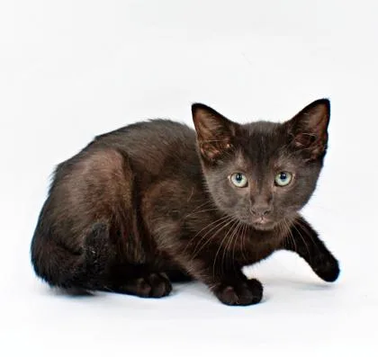 A baby small-sized female Domestic Short Hair cat named Pancake for adoption in Morton Grove, IL