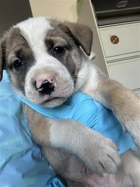 A baby medium-sized male Terrier dog named Sneezy for adoption in San Antonio, TX