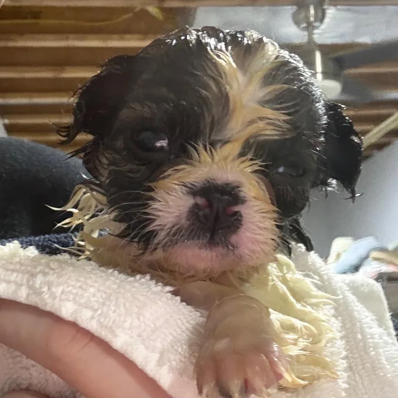 A baby small-sized female Black Jack Russell Terrier dog named Nola for adoption in West Chester, PA