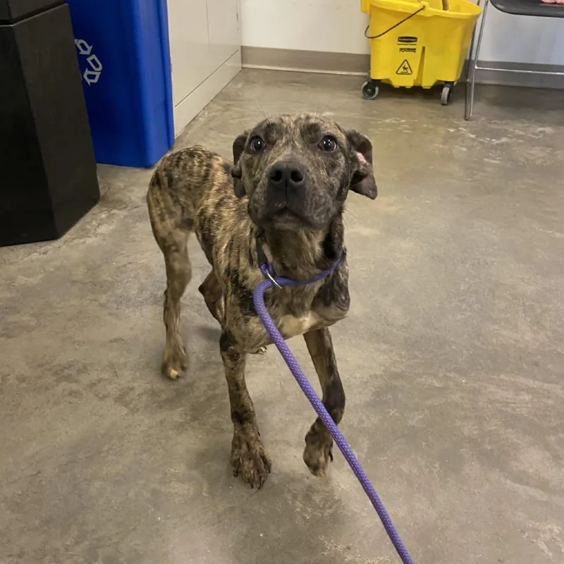 A young medium-sized male Brindle Mixed Breed dog named Crusher for adoption in Pittsburgh, PA