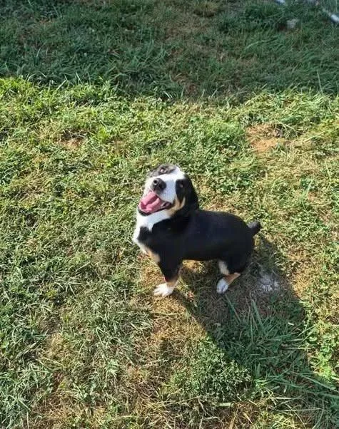 A young small-sized female Corgi dog named Tessa for adoption in Brownstown, IN
