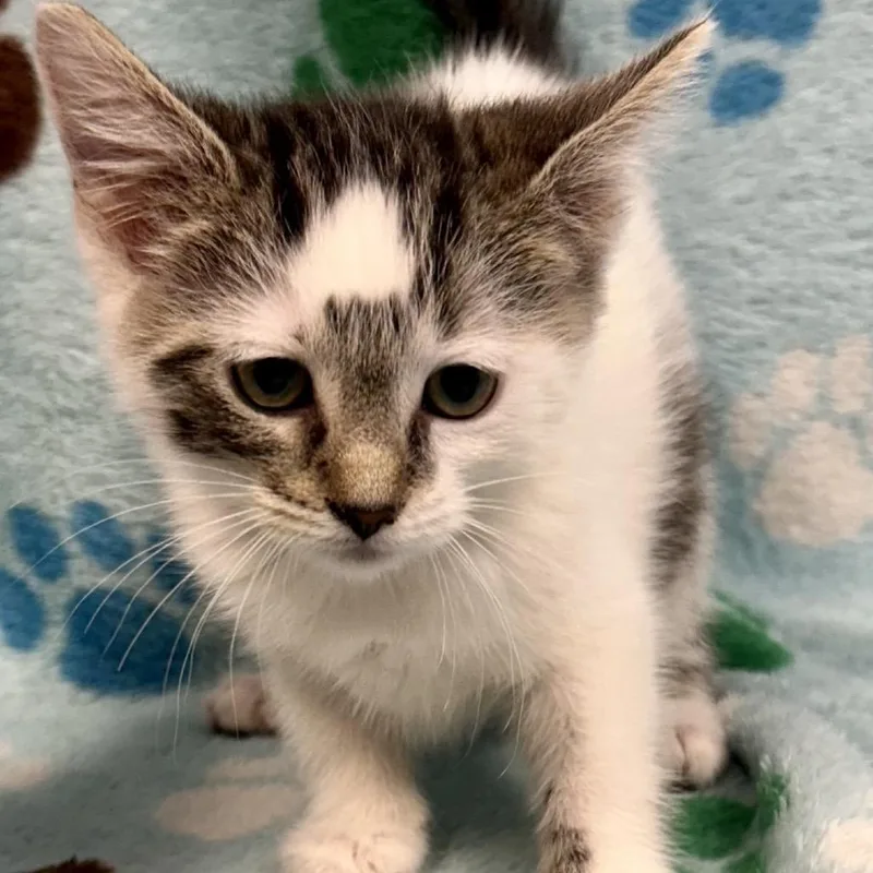 A baby small-sized female White Domestic Short Hair cat named Penny for adoption in St Joseph, MO