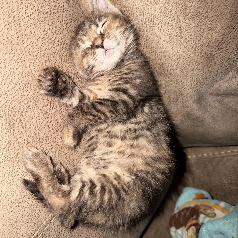 A baby small-sized female Domestic Medium Hair cat named Mulan for adoption in Lumberton, NC