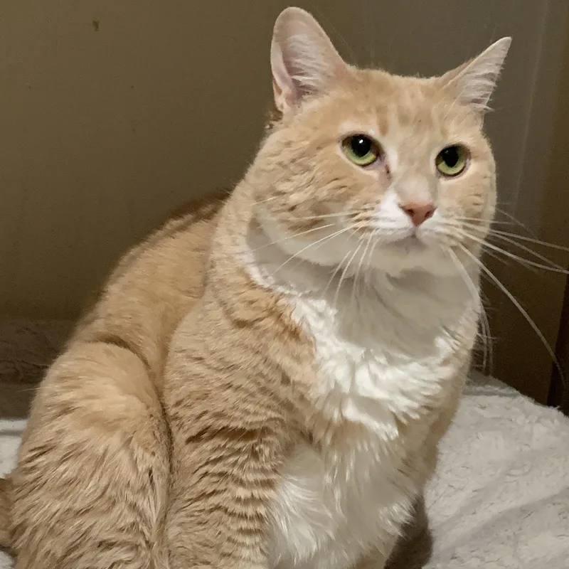 An adult medium-sized female Buff & White Domestic Short Hair cat named Goldie for adoption in Shelby Township, MI