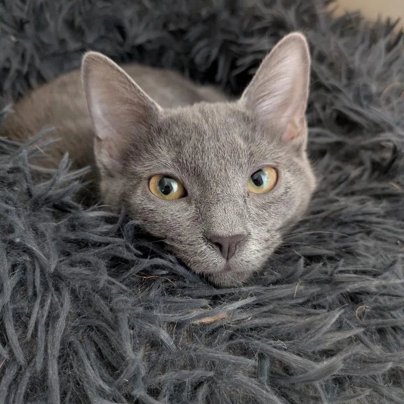 Tootmaster thumbnail 3