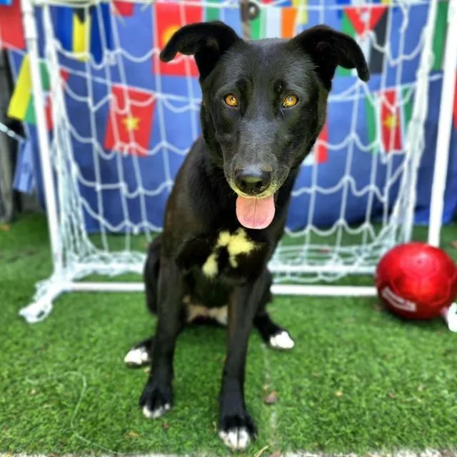 A young medium-sized female Labrador Retriever dog named Primrose for adoption in Long Beach, CA