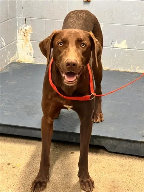 A young medium-sized male Labrador Retriever dog named Hoss for adoption in Woodland, CA