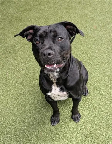 An adult medium-sized female Pit Bull Terrier dog named Sasha for adoption in San Martin, CA