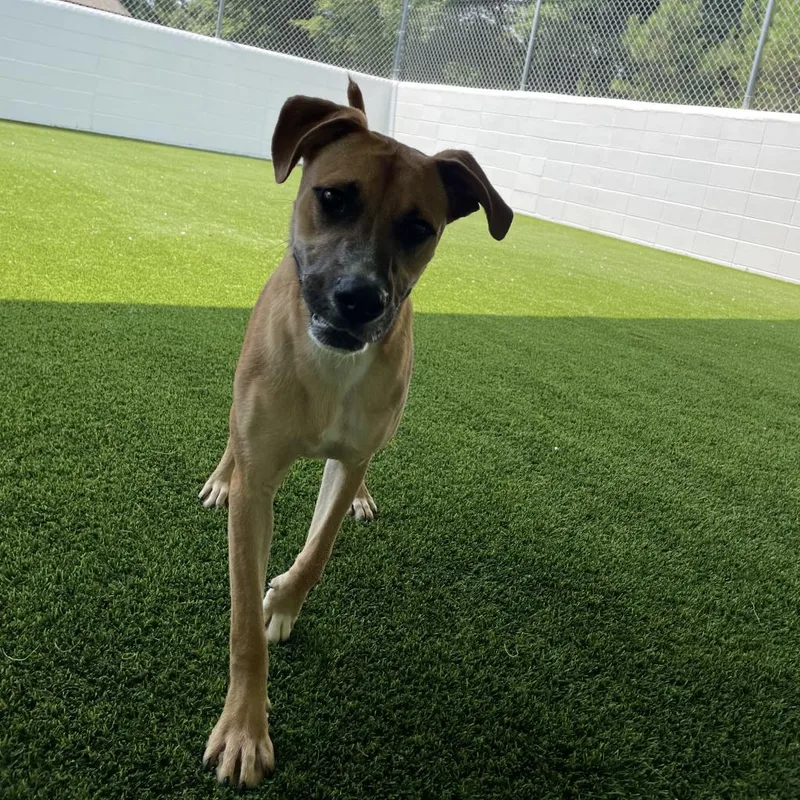 Big Brownie thumbnail 2