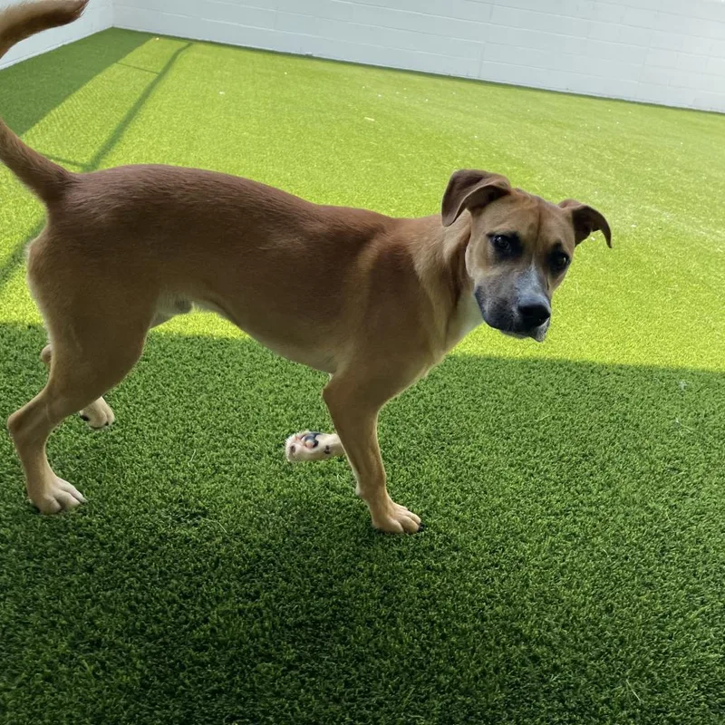 Big Brownie thumbnail 3