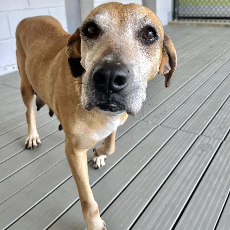 A senior medium-sized female Yellow / Tan / Blond / Fawn Mixed Breed dog named Cricket for adoption in Englewood, FL