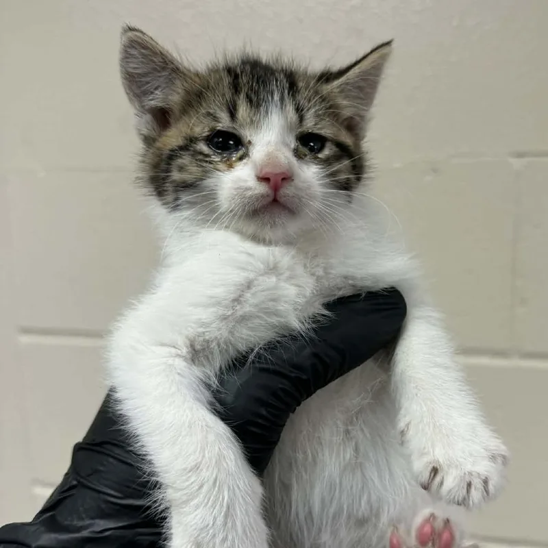 A baby small-sized female White Domestic Short Hair cat named Dove for adoption in Reno, NV