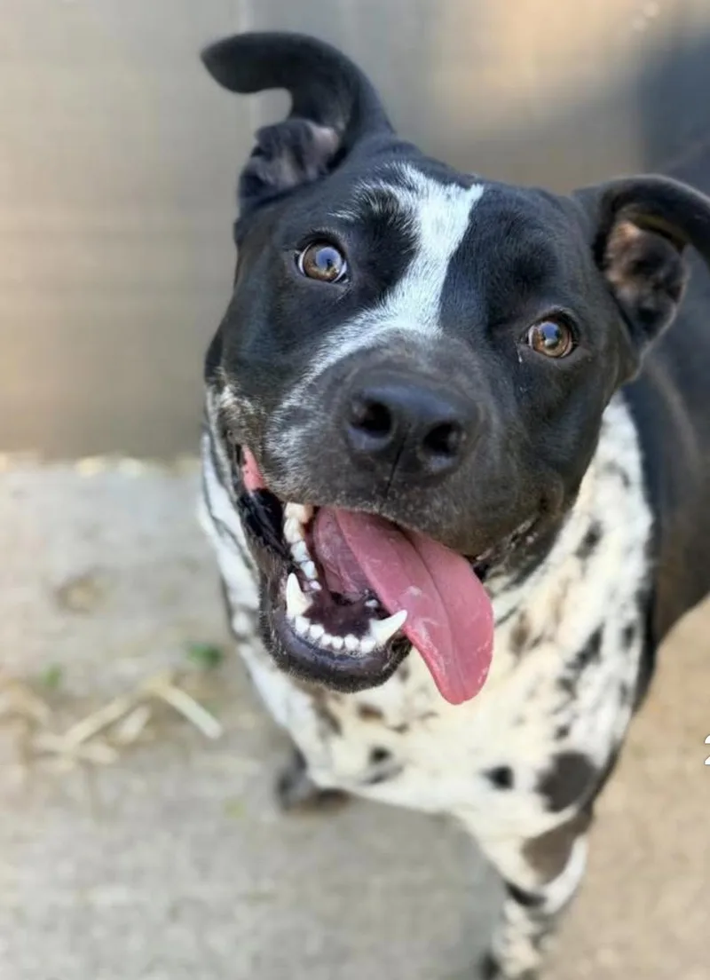 A young medium-sized male Black Pit Bull Terrier dog named Refried Beans for adoption in Chicago, IL