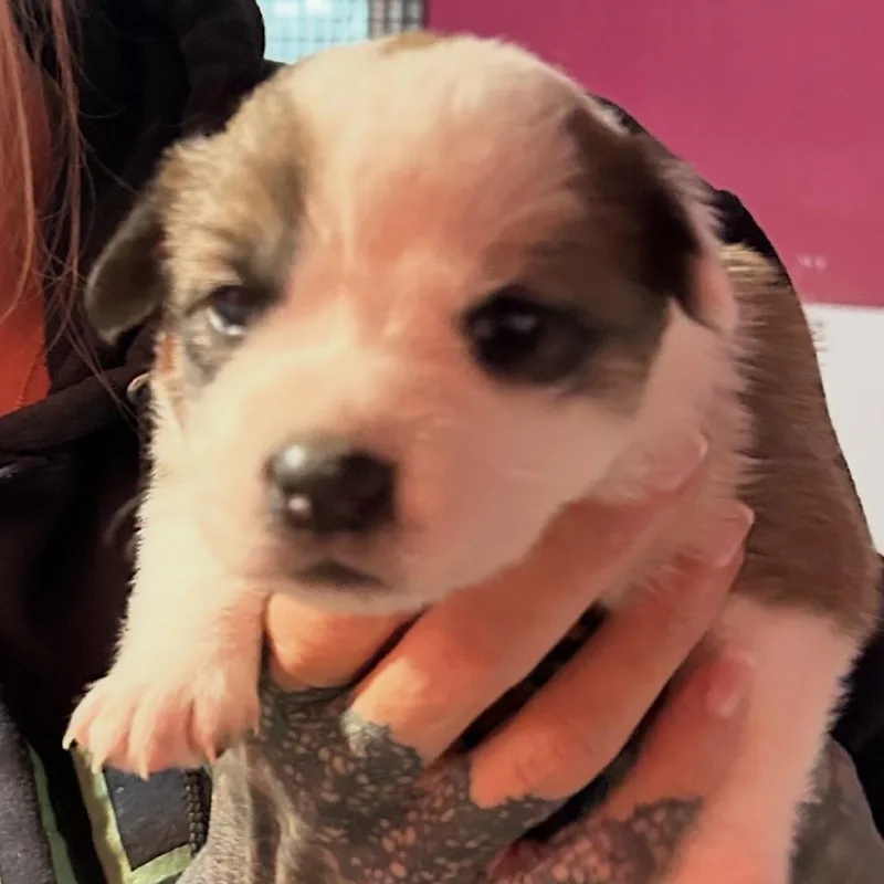 A baby medium-sized female Border Collie dog named Aspen for adoption in Point Richmond, CA